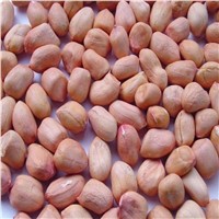 Red Peanut, Blanched Peanut Kernels, Bold PeanutsBlanched Peanuts Java Peanuts/ Raw