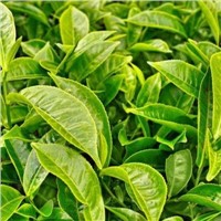 Natural Organic Green Tea Extract, Tea Polyphenol 98% EGCG 80% Catechins