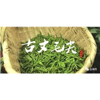 Guzhan Maojian Green Tea Good Tea Chinese