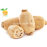 We Are Supplying Frozen Lotus Root Originally Come from Vietnam with High Quality