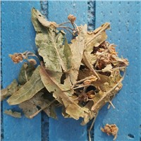 Dried Tilia Cordata Linden Flower Herbal Tea