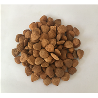 Organic Bitter Apricot Kernels Bitter Apricot Seeds with B17