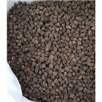 Exporters of Moringa Seed without Wings