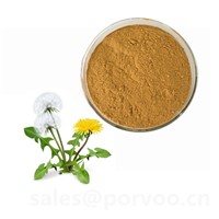 Health Supplement Natural Dandelion Extract, Dandelion Extract