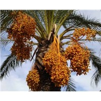 Growpure Group of Companies (India & Overseas)