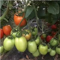 Indeterminate Hybrid Good Firm Oval Tomato Seeds