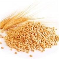 Wheat, Indian Wheat, Wheat Grain, Grain