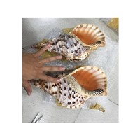 Cheapest Price Trumpet Triton Queen Seashells Conch Shell