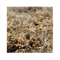 Delicious Nutritional Dried Sargassum Seaweed with Best Price