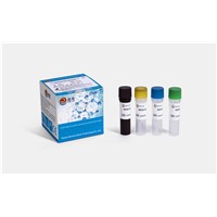 Monkeypox Virus Detection Kit (PCR-Fluorescent Probe)