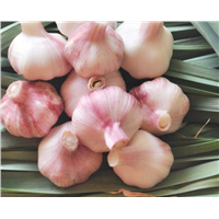 Hot Sale with Top Quality &amp;amp; Very Low Price 2022 Crop Chinese Garlic Exporters Professional Factory