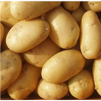 2022 New Crop Fresh Holland Potato from China Low Price &amp;amp; High Quality