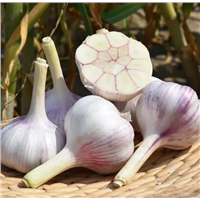 2022 New Crop Fresh Vegetable Garlic Wholesale from China Factory