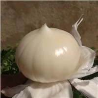 2022 Best Quality Mexico Garlic in Low Price Cebolla China Best Fresh Garlic Supplier Ajo