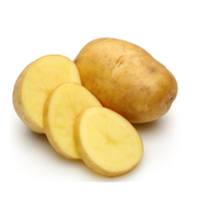 Certified Fresh Holland/Dutch Potato in Malaysia Chemical Free Naturally Harvested Sweet Potato