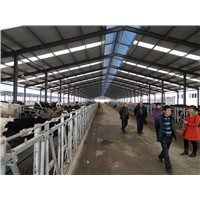 Prefabricated Steel Structure Cow Shed / Dairy Shed / Dairy Cattle Barns