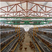 Prefabricated Light Steel Structure Commercial Chicken Sheds / POULTRY BUILDINGS / Hen Shed
