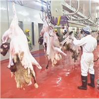 Cattle Abattoir/Slaughtering Equipment Carcass Processing Stepping Conveyor of Beef Processing Line