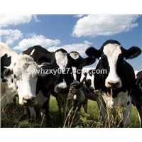 VD-05 Calcium Sulfate for Dairy Cows