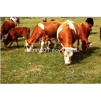 VD-06 Calcium Sulfate for Beef Cattles