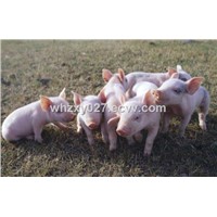 VD-09 Special Calcium Sulfate for Pig Breeding