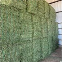 Pure Alfalfa Hay for Animal Feed