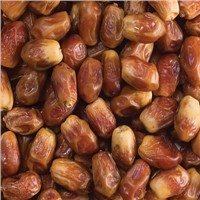 Wholesale Sale of Sweet Khasoui Dates