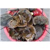 We Are Dealing In Animal Venom, Horseshoe Crabs Blood, Animal Semen ( Sperm)