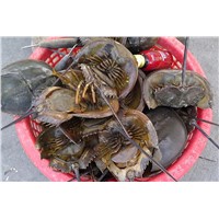 We Are Dealing In Animal Venom, Horseshoe Crabs Blood, Animal Semen ( Sperm)